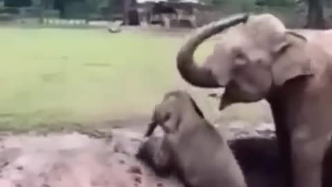 wild elephants angry movement 😱 #wildlife #elephant #shorts