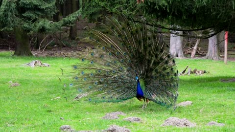 The beautiful peacock displays its tail speckled with the eye