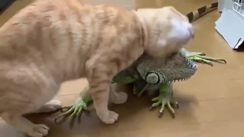 friendly chameleon and cat