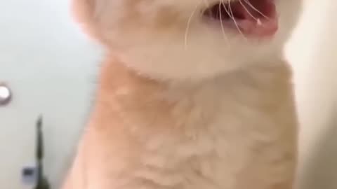 cute kitten #funnyvideo #cute #kittens #pets #kittens #tiktok