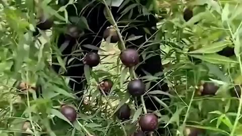 How fresh? this fruits & veggies from the garden!