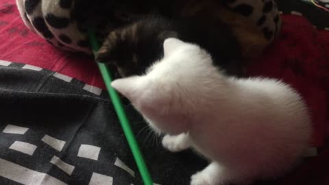 Tiny black and white kittens playing and learning