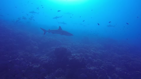 Lazy shark does a swim by