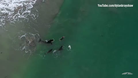 Orcas playing with swimmer at Hahei Beach, New Zealand (Original)