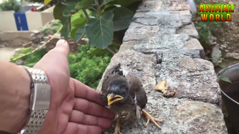 Baby bird feeding and raising / How to feed a baby bird