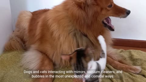 Adorable Adventures: Heartwarming and Hilarious Animal Moments