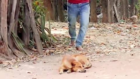 MUST SEE Funny Troll Prank Dog Funny & fake Lion and Fake Tiger Prank Video