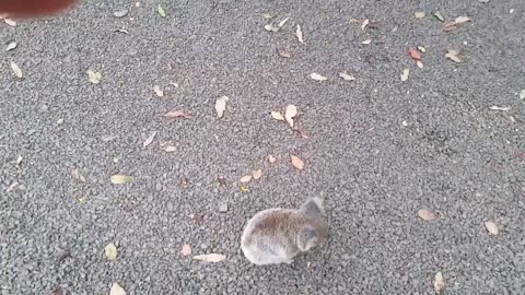 Koala baby rescue