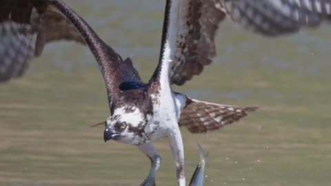 ospery push 3 fishes from river