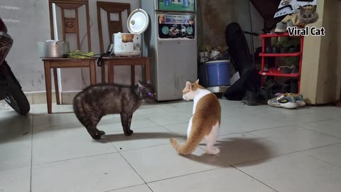 Jealous cat meowing fight against