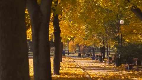 Enchanting Autumn Forests with Beautiful Piano Music