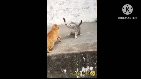 Two angry 😡cat fight 🤜🤛 & so funny