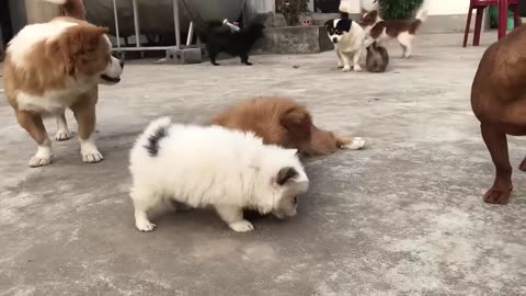 Funny Cute Puppies