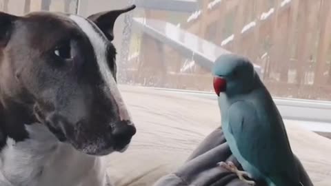 Bird And Dog Amazing video