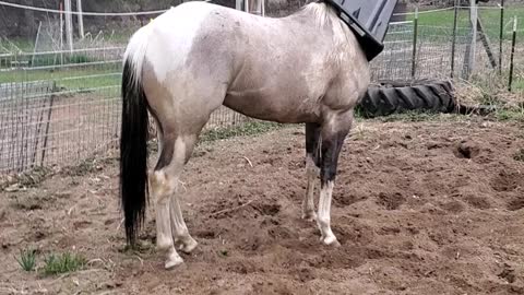 Mischievous Horse Gets Stuck in Garbage Can