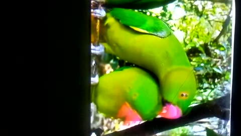 Beautiful.parrots are sitting together and loveing looking so. Nice