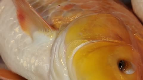 Gold Carp Fish Live In Market l Colorful Karfu Carp Fish Video