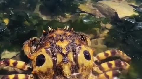 Ghost head crab