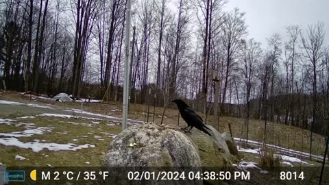 Trail Cam - Crow Taking An Egg