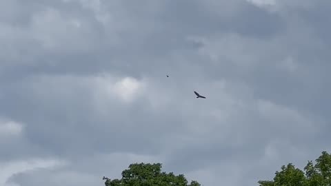 Red-Tailed Hawk illegal entry into restricted air space 🤣