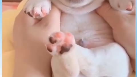 Crying Dog #Funny #Video