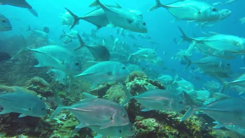 Big school of Bluefin Travelly at Richelieu rock