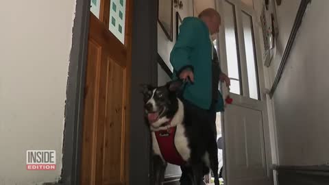 Smart Border Collie Gets Help at Local Police Station