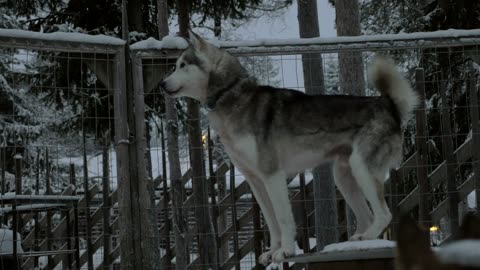 Husky dog #dog #videogrpahy #beautiful_dog #naturalgraphy