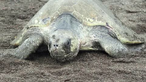 Turtle Arribada Nesting and Babies in Costa Rica