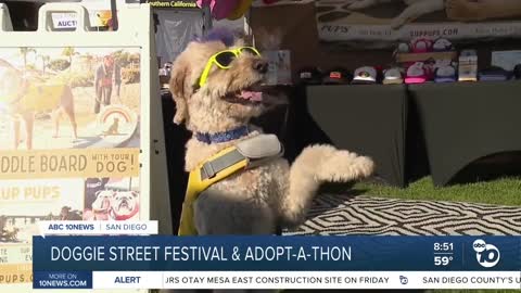 Doggie Street Festival and Adopt-a-thon underway in Liberty Station