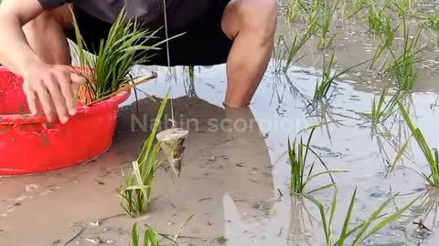 PERFECT RICE PLANTING 😁😁😁😁😁😁