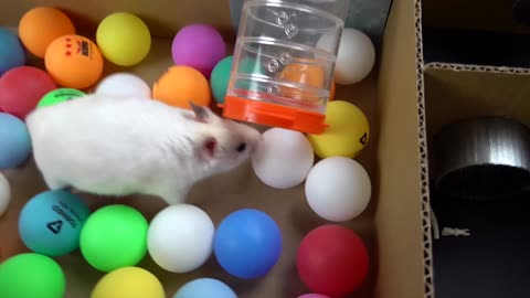 Cute Hamster Escapes the Creative Maze for Pets in real life