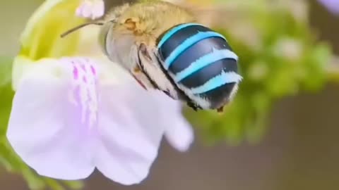 Blue Banded Bees~Are Easily Recognized By The Bright Blue Stripes On Their Abdomen~ Unlike Honeybees They Are Solitary And Don’t Live In Colonies