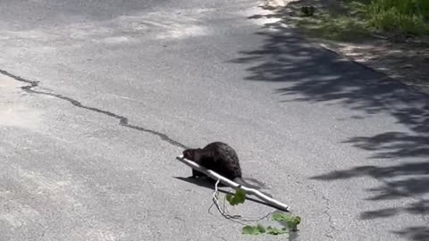 Beaver Helps Clean Up Cut Down Trees