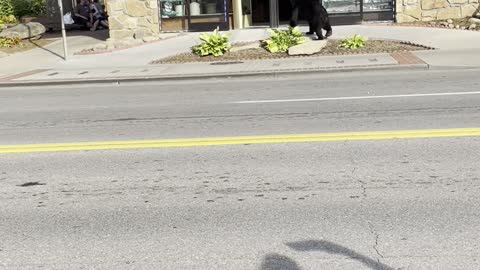 Black Bear Checks Out Downtown Gatlinburg