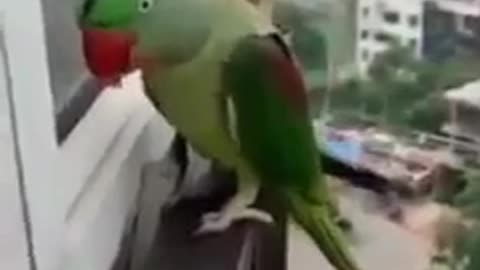 "Parrot knocking on the window calling Mummy''