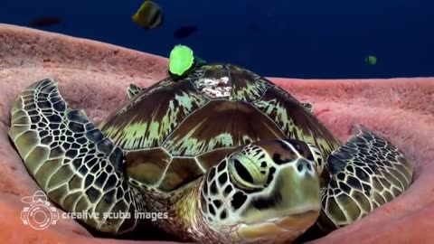 Sea Turtle Taking A Nap