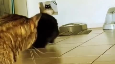 Funny Cat Video 🤣🤣