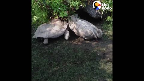 Animals Rescue Other Animals In Need