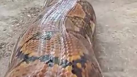 Very biggest anaconda