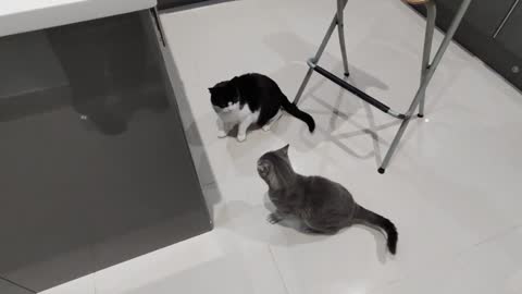 Young Cat Terrorizes Older Cat (2)