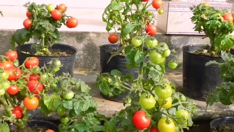 Tomatoes anas Veja como cultivar #virlvideo