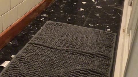 Scaredy Cat is Afraid of New Rug