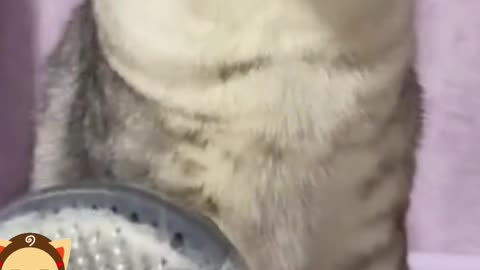 Cute cat loves to brush her hair