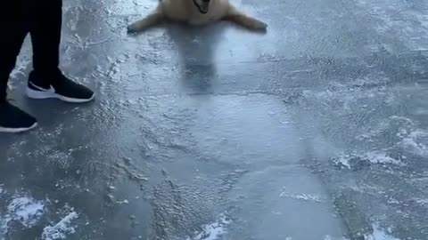 FUNNY Golden Retriever Dog on the slippery floor 🐶🤣 Try Not To Laugh Cute Dogs #shorts