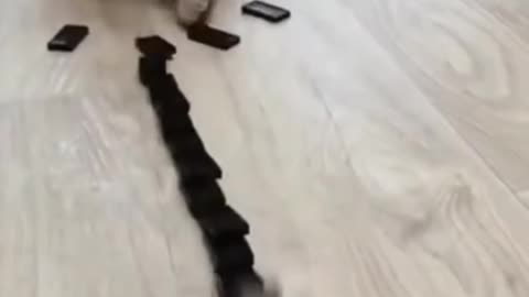 Cat playing dominoes