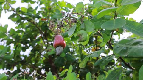 Cashew Cultivation and Cashew Nut Harvesting in My Village-18