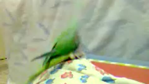 My dancing pet bird