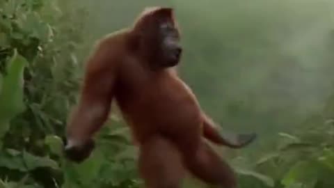 Dancing monkey