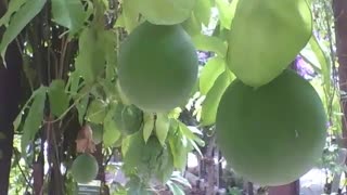 Pé de maracujá no jardim botânico, os frutos ainda estão verdes [Nature & Animals]